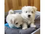 Registered Maltese Puppies for Adoption