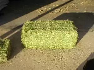$16 QUALITY ALFALFA HAY (DELIVERED
                                                for sale
                                in
                                Waco,
                                Texas