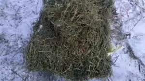 $11 Alfalfa hay small squares 50 lb. 10.50