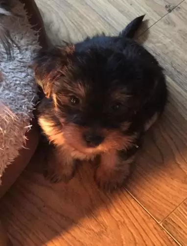 $300 Playful yorkie puppies
                                                for sale
                                in
                                Herrin,
                                Illinois