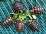 $200 Babies red footed tortoise for sale.